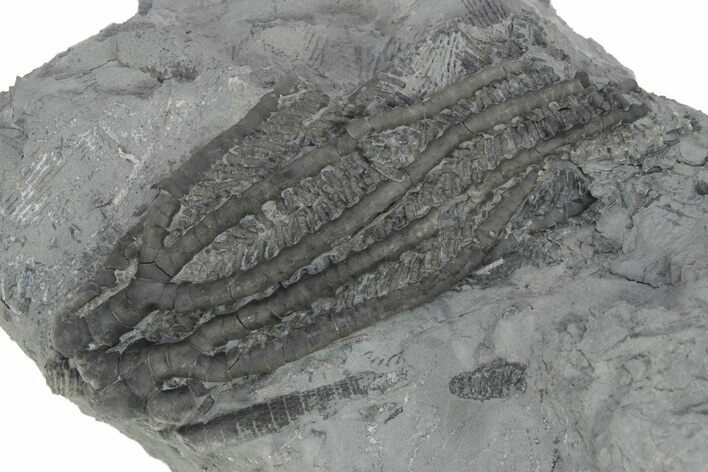 Fossil Crinoid (Histocrinus) - Monroe County, Indiana #231974